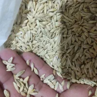 جو بذری ویلما
