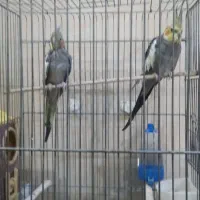 عروس هلندی