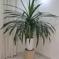 گل طبیعی زیبا به فروش میرسد