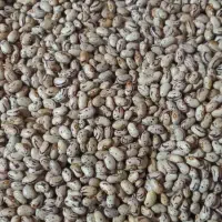 لوبیا محلی|خوردنی و آشامیدنی|دالخانی, |دیوار