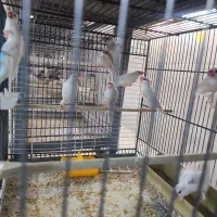 فروش فنچ نرگسی
