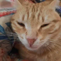 گم شدن یک گربه dsh نارنجی که یک دستش شکسته