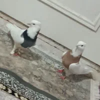 کبوتر|پرنده|یزد, |دیوار