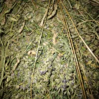 یونجه هزار و پانصد بند|لوازم جانبی حیوانات|خلخال, |دیوار