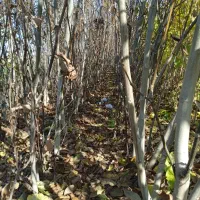 نهال فروشی منفردی|خدمات باغبانی و درختکاری|میاندوآب, |دیوار