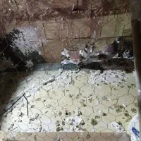 گبوتر پرشی غریبه