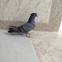 کبوتر باختی گرفتم|پرنده|ایرانشهر, |دیوار