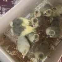 جوجه غاز و قوغاز دورگه و محلی در سقز