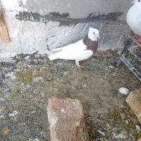 سه عدد حیون قلدور صید|پرنده|بوئین زهرا, |دیوار