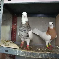 زیورآلات تزئینی، ،طوقی