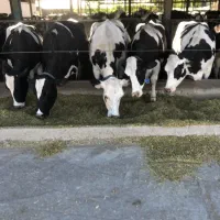 ماده گاو و گوساله نر