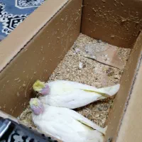 عروس هلندی سرلاکی