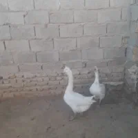 دوعدد غوغاز نروماده