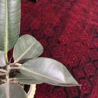 فرش لاکی سبز سنتی(۷۰۰شانه)|فرش|کرج, حصارک بالا|دیوار