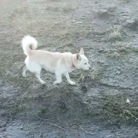 واگذاری سگ پاکوتاه|سگ|واجارگاه, |دیوار