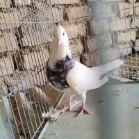 خوش رنگ زاغ دوکت طوقی|پرنده|مبارکه, |دیوار