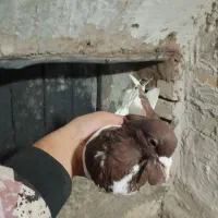 کبوتر|پرنده|اسفرورین, |دیوار