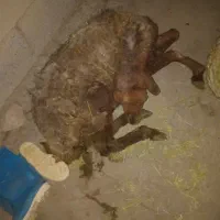 گوسفند|حیوانات مزرعه|زاغه, |دیوار