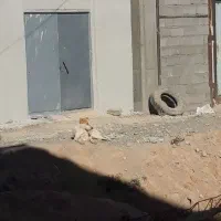 توله سرابی ۴نیم ماهه|سگ|باسمنج, |دیوار