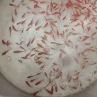 ماهی|ماهی|زارچ, |دیوار