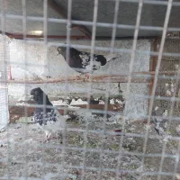 کله ای|پرنده|مبارکه, |دیوار