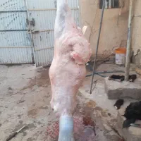 کشتار بیگ و  بره