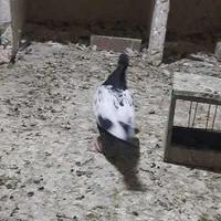 فروشی ۳عدد کبوتر جوجه|پرنده|مشهد, نیزه|دیوار