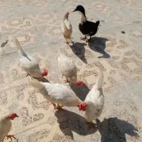 6مرغ تخمگذار و 1 مرغابی
