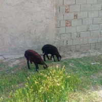 دو تا بره|حیوانات مزرعه|میاندوآب, |دیوار