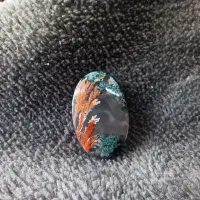 شجر تک درخت گل اناری کلکسیونی