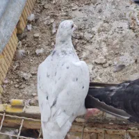 ۱۲ الی ۱۳ کفتر زیر قیمت دونه ۲۰۰