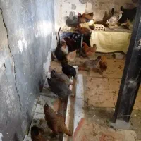 ۲۵مرغ و خروس اصل کوردی کرچ شو جوان تخم گذار