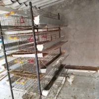 تعدادی قفس بلدرچین.مرغ.قناری.کفتر با ابخوری|لوازم جانبی حیوانات|قم, باجک سه|دیوار