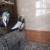 ‌کبوتر تیدی|پرنده|شادگان, |دیوار