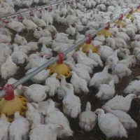 کارگرمرغداری|استخدام صنعتی، فنی، مهندسی|مشگین شهر, |دیوار