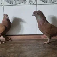 کفتر پلاس ماده  سرخ ها جفت