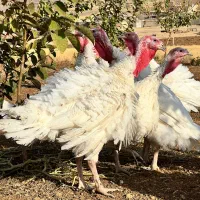 بو قله|حیوانات مزرعه|بوکان, |دیوار