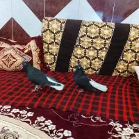 دمسفید