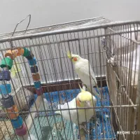 یک جفت طوطی عروس سخنگو|پرنده|بابل, |دیوار