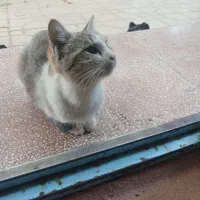 واگذاری بچه گربه|گربه|ابهر, |دیوار