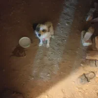 سگ  پاپی پامراشپیتز حرف گوش کن