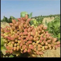 پیوند زنی برادران کریم آبادی