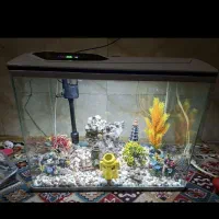 اکواریوم  بزرگ دیجیتال پای معامله تخفیف میدم|ماهی|تهران, جوادیه تهرانپارس|دیوار