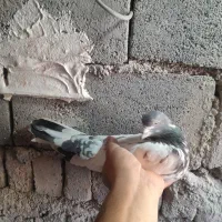 کفترتهرانی|پرنده|بروجرد, |دیوار