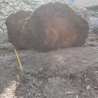 برش و قطع نخل در سراسر استان