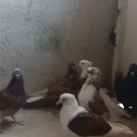 کبوتر پرشی|پرنده|آبیک, |دیوار