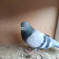 پرنده|پرنده|کوهدشت, |دیوار