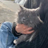 گربه نر برای جفتگیری|گربه|اردبیل, |دیوار