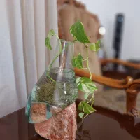 پیچک تزئینی|گل و گیاه طبیعی|اهواز, کیان اباد|دیوار