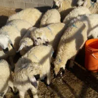 فروش چندین راس میش وقوچ عراقی